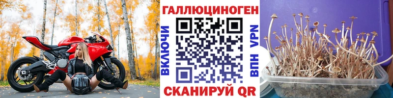 Псилоцибиновые грибы Psilocybe  где продают наркотики  Цоци-Юрт 